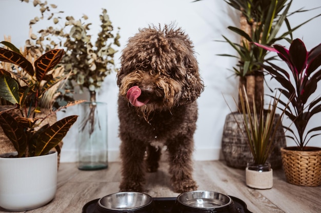 可愛い茶色のスペインの水犬が自宅の鉢から食べたり飲んだりしています