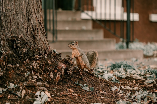 Adorable brown squirrel neat large tree