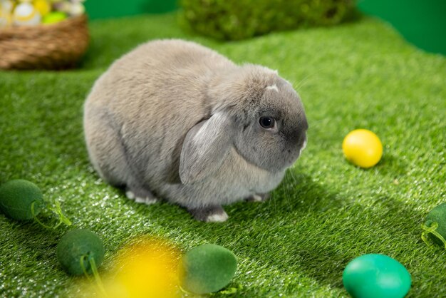 Foto coniglietto adorabile con le uova di pasqua