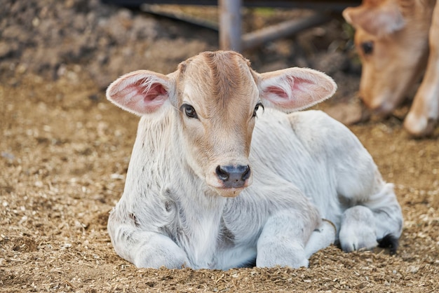 Adorabile vitello nel prato che riposa concetto di vita contadina rurale