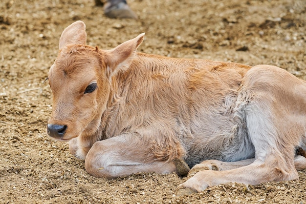 Adorabile vitello nel prato che riposa concetto di vita contadina rurale