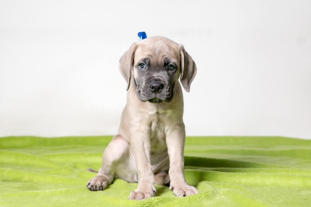 adorable cane corso puppy