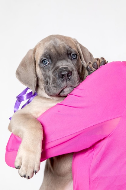 Photo adorable cane corso puppy