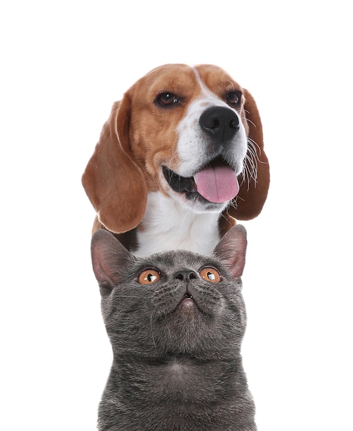 Adorable cat and dog on white background Cute friends