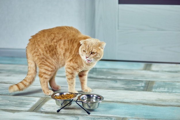 Adorable cat eating dry crunch food  in metal bowl near indoors at home