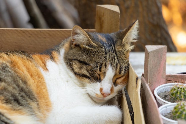 An adorable cat is sleeping outside Three colored cat close up