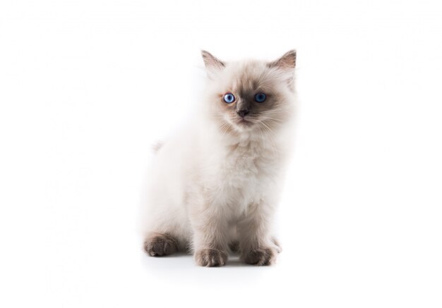 Gatto adorabile su fondo bianco isolato