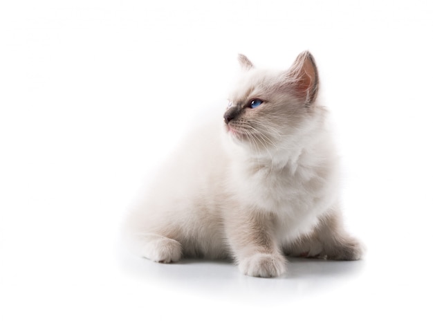 Adorable cat on isolated white background