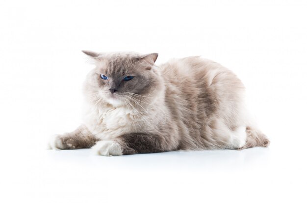 Adorable cat on isolated white background