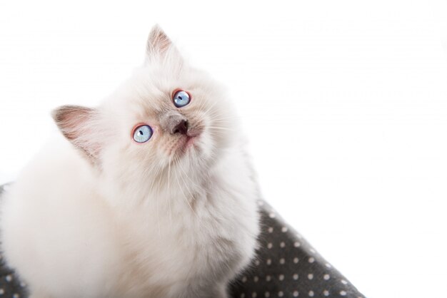 孤独な白い背景の愛らしい猫