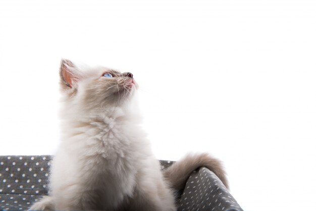 Adorable cat on isolated white background