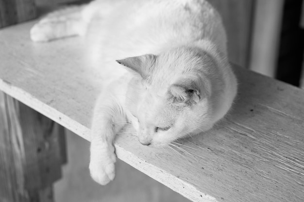 귀여운 눈과 귀가 닫혀 있는 나무 위에 흰색 털을 깔고 있는 사랑스러운 고양이 또는 새끼 고양이