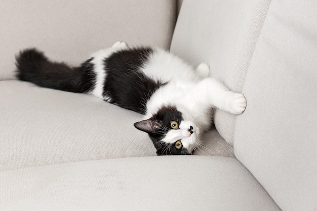 Adorable cat lying on sofa at home