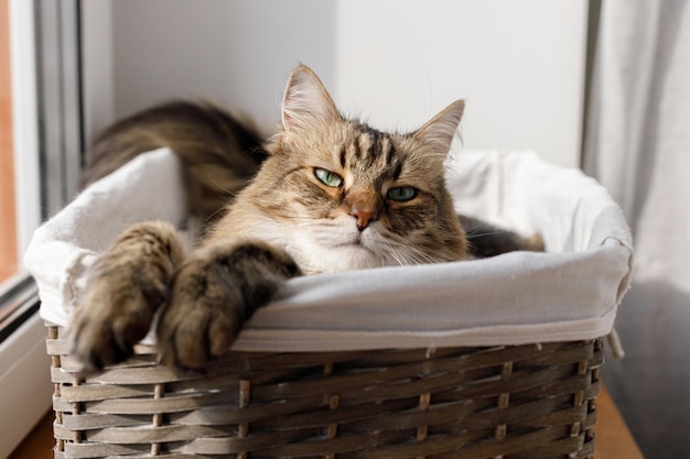 Adorable cat sitting in basket in warm sunshine Cute maine coon portrait with serious look relaxing in sunny light atmospheric moment Pet and cozy home