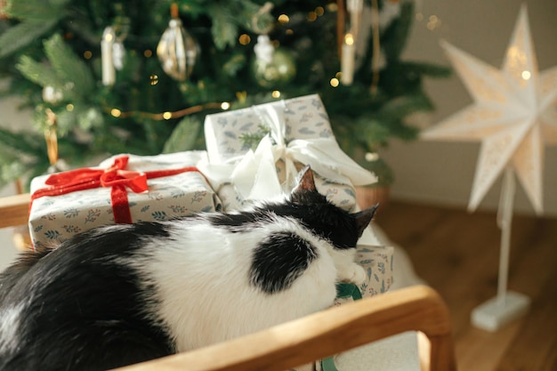 Adorable cat sleeping on stylish gifts on modern chair relaxing on background of stylish decorated christmas tree Pet and winter holidays Atmospheric cozy christmas eve