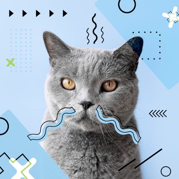 Photo adorable cat with abstract colorful graphic background