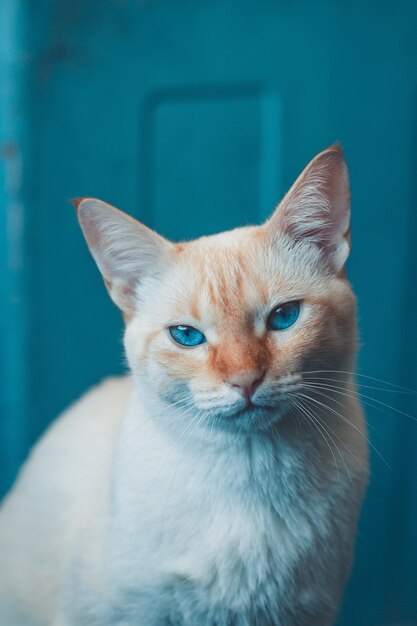 Adorable cat with red fur photo