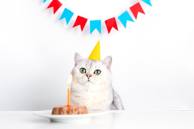 Adorable cat in a yellow paper cap sitting at a table with a canned cat cake