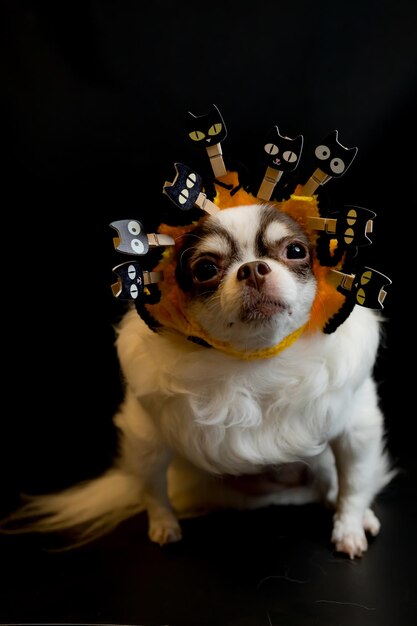 Foto adorabile cane chihuahua che indossa un cappello da strega di halloween e tiene una zucca su sfondo scuro buon giorno di halloween