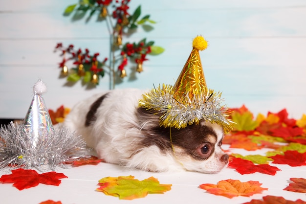 Adorable chihuahua dog wearing a New Year conical hat on festive  .