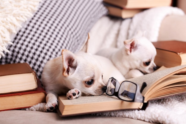 Photo adorable chihuahua dogs with books on sofa