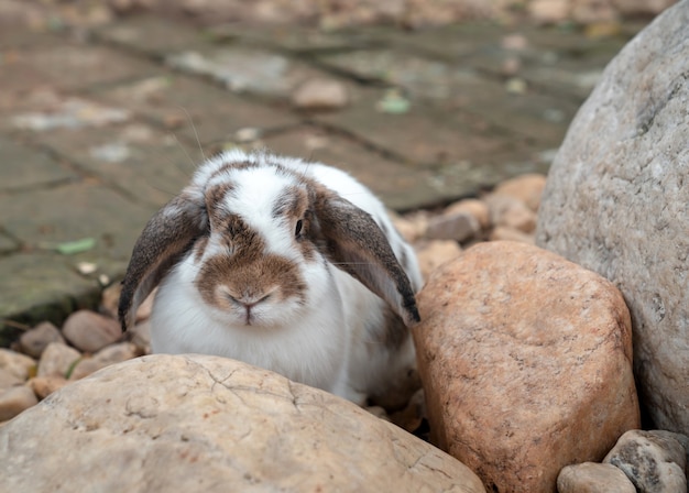 정원에 있는 바위 뒤에 서 있는 사랑스러운 통통한 네덜란드 토끼