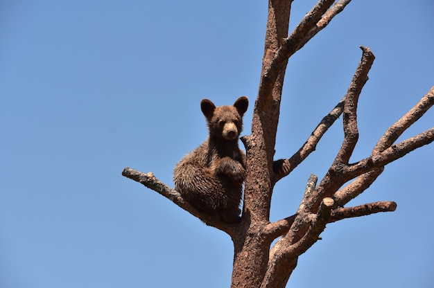 Adorable cinnamon black bear cub looking adorable in a tree top