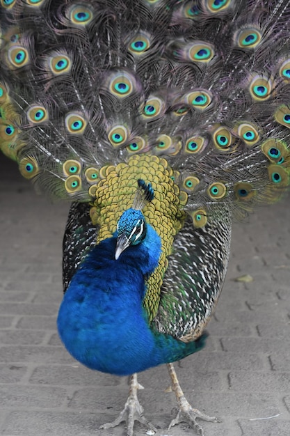 Photo adorable close up photo of a large peacock