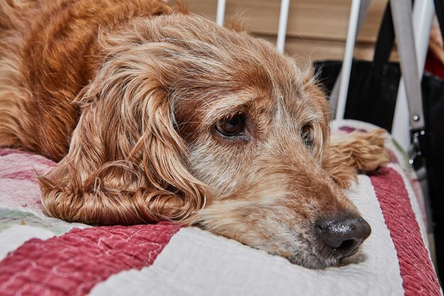 赤いベッドに横たわっている悲しい顔の可愛いコッカー・スパニエル犬