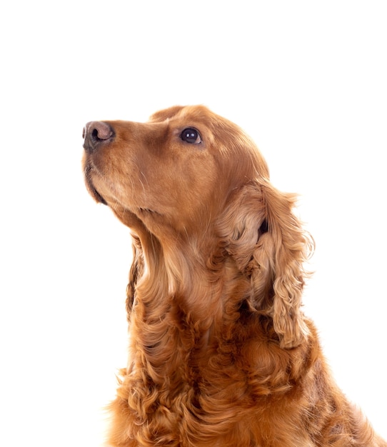 Adorable Cocker Spaniel isolated on white