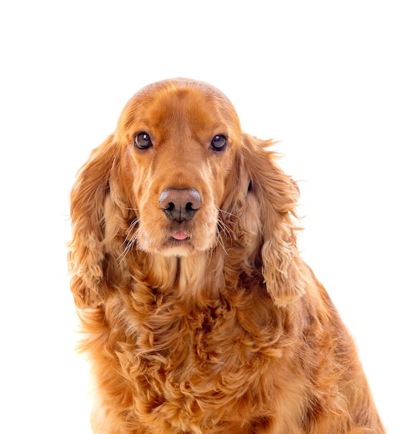 Adorable Cocker Spaniel isolated on white