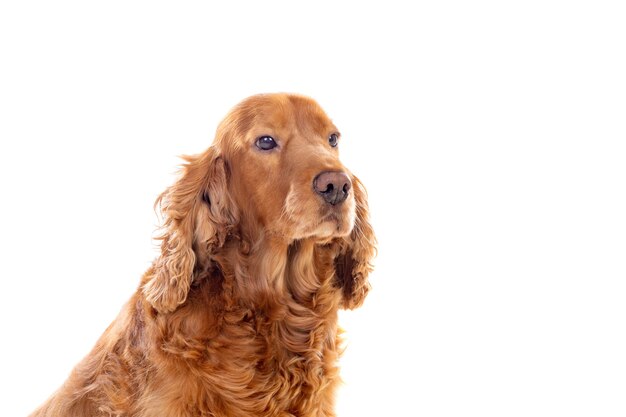 Adorable Cocker Spaniel isolated on white