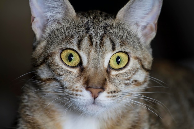 愛らしい一般的な猫の毛のぶち