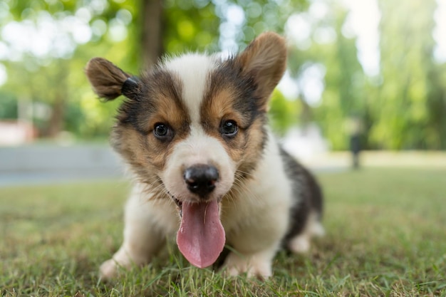 公園で舌を突き出す愛らしいコーギー・ペンブロークの子犬