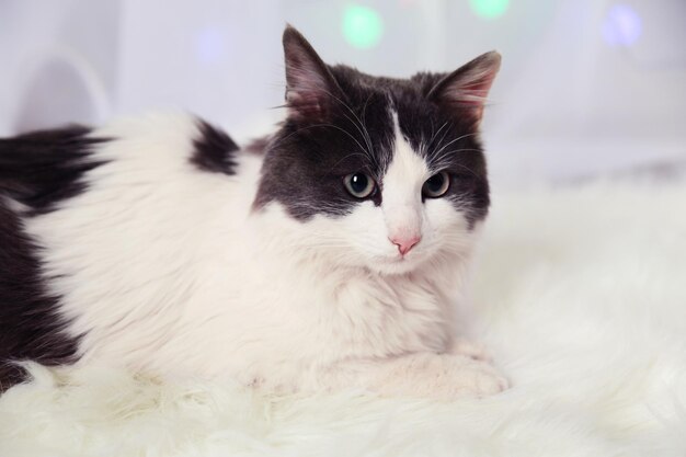 Adorable cute cat lying on carpet close up