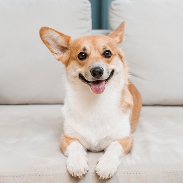 Photo adorable and cute dog on couch