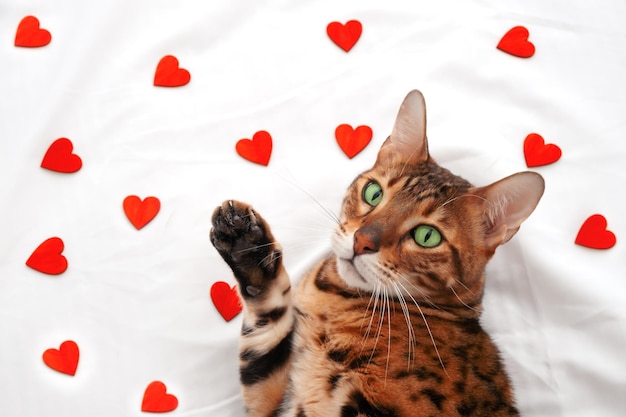 Adorable cute funny green-eyed bengal cat lying on white\
blanket among many little red hearts looking at camera waving with\
paw.valentine day greeting card with beautiful pet,love to animal\
concept.