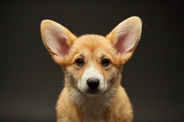 愛らしいかわいい子犬ウェルシュコーギーペンブローク