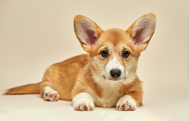 愛らしいかわいい子犬ウェルシュコーギーペンブローク