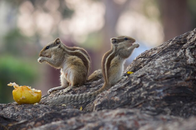 Adorable and cute squirrel sitting on the tree trunk