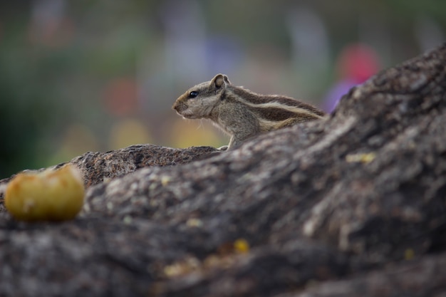 Adorable and cute squirrel sitting on the tree trunk