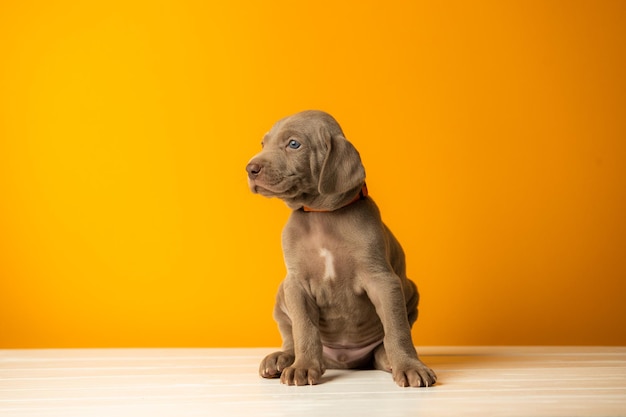 Очаровательный милый щенок веймаранера на оранжевом фоне