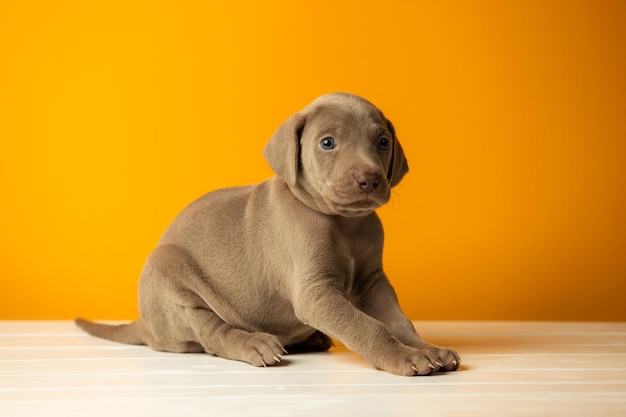 オレンジ色の背景に愛らしいかわいいワイマラナーの子犬