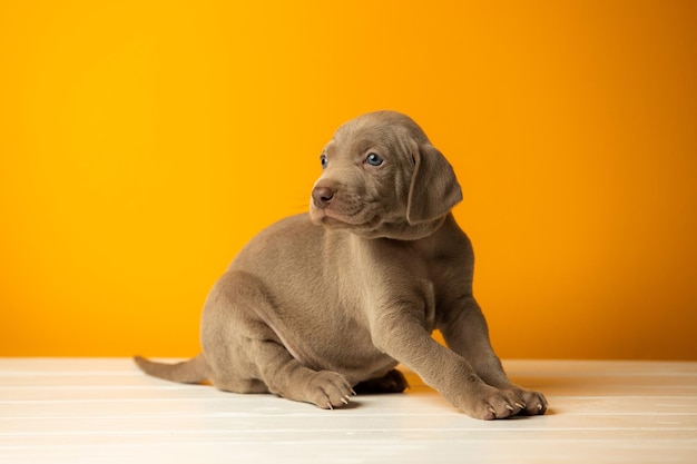 オレンジ色の背景に愛らしいかわいいワイマラナーの子犬