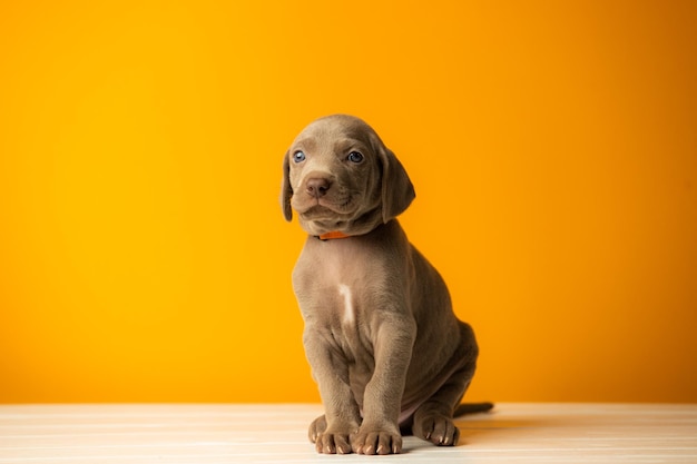 オレンジ色の背景に愛らしいかわいいワイマラナーの子犬