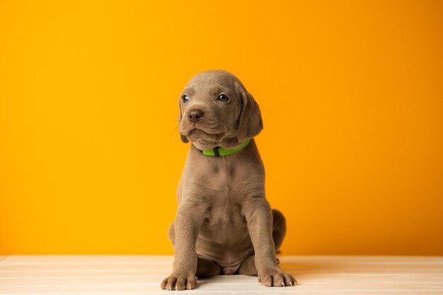 Adorable cute weimaraner puppy on orange background