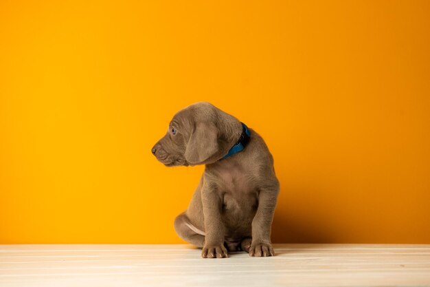 Adorable cute weimaraner puppy on orange background