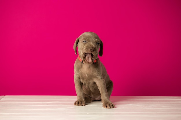 Adorable cute weimaraner puppy on pink background