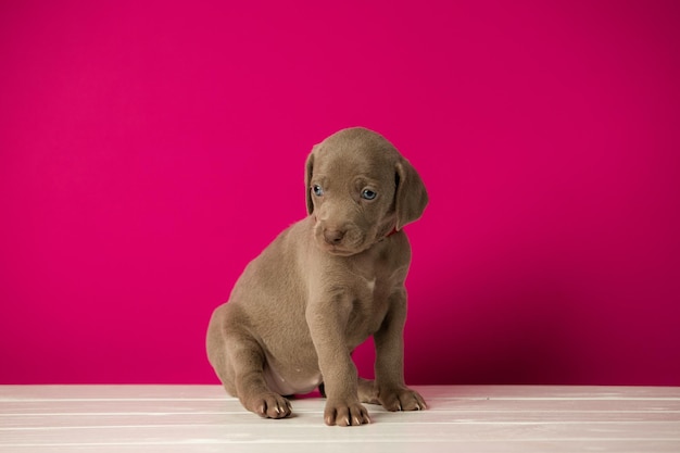 Очаровательный милый щенок веймаранера на розовом фоне