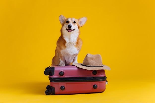 Adorable cute Welsh Corgi Pembroke going on vacation standing on red suitcase with straw hat on yellow studio background Funny Vacation and Travel concept